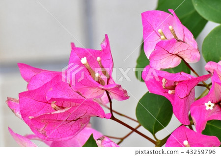 開花在三鷹中原的九重葛 43259796