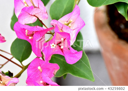 開花在三鷹中原的九重葛 43259802