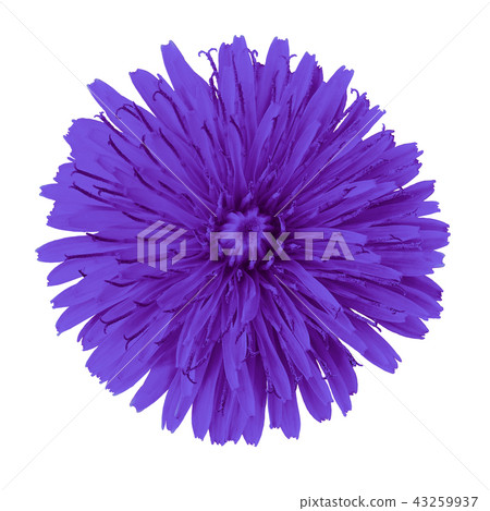 flower purple dandelion isolated on white flower purple dandelion isolated on white 43259937