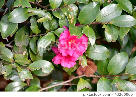 Yabutsubaki盛開在三鷹中原 43260060