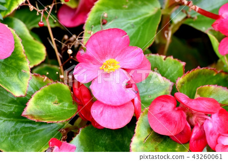 在三鷹中原開花的海棠 43260061