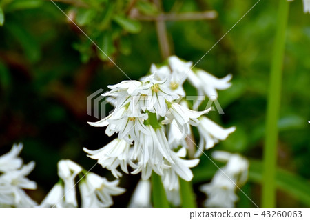 Flowering in Mikasa Nakahara (Allium Triketram) 43260063