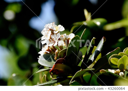 Shalinbai flower blooming in Mitaka Nakahara 43260064