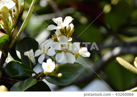 開花在三鷹中原的Shalinbai花 開花在三鷹中原的Shalinbai花 43260066