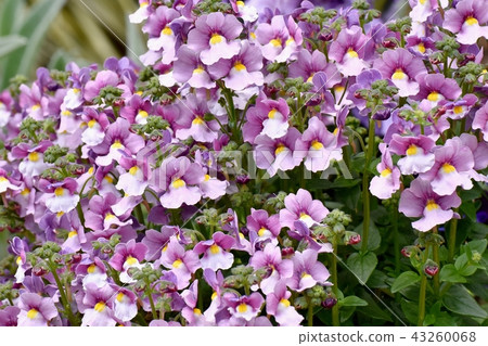 Nemesia blooming in Mitaka Nakahara 43260068