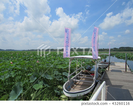 Miyagi Prefecture Tome City Naganuma Festival Miyagi Prefecture Tome City Naganuma Festival 43260116