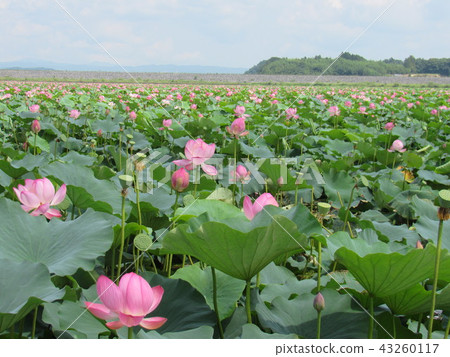 Miyagi Prefecture Tome City Naganumasu Lotus 43260117