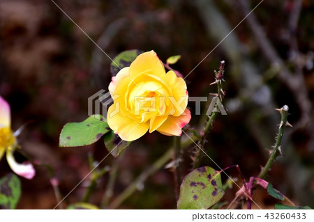 Anne Frank Rose Blooming in Mitaka Sengawa Park Anne Frank Rose Blooming in Mitaka Sengawa Park 43260433