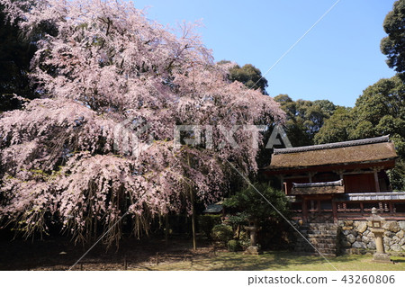 在寺廟前哭泣的櫻花 43260806