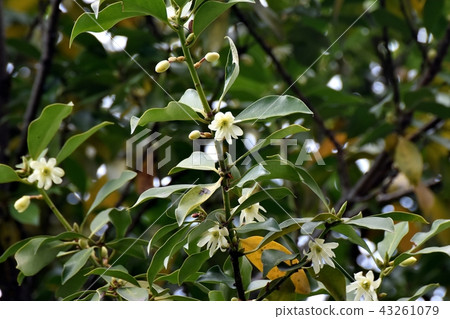 Shikimi花開花在三鷹Senkawa公園 Shikimi花開花在三鷹Senkawa公園 43261079