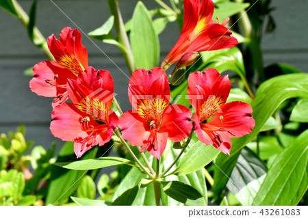 開花在三鷹中原的紅色德國錐腳形酒杯 43261083