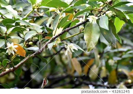 Shikimi flowers blooming in Mitaka Senkawa Park Shikimi flowers blooming in Mitaka Senkawa Park 43261245