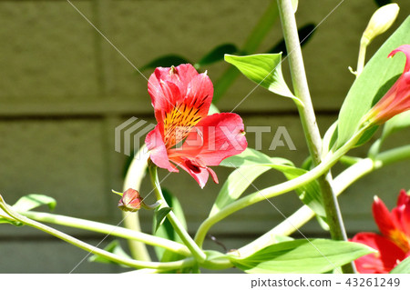 Red alstroemeria blooming in Mitaka Nakahara Red alstroemeria blooming in Mitaka Nakahara 43261249