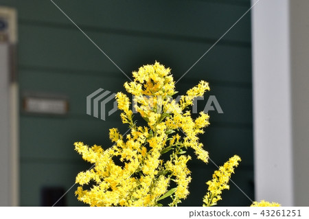 開花在三鷹中原的鯡魚鯖魚 43261251