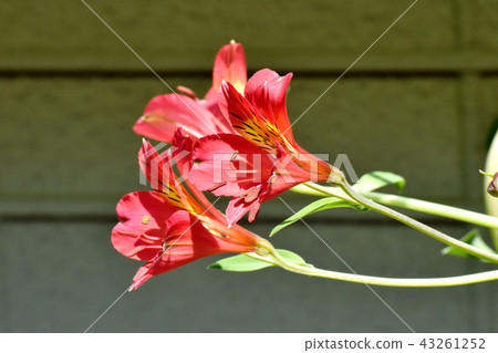 Red alstroemeria blooming in Mitaka Nakahara Red alstroemeria blooming in Mitaka Nakahara 43261252