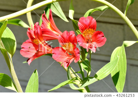 Red alstroemeria blooming in Mitaka Nakahara Red alstroemeria blooming in Mitaka Nakahara 43261253