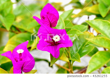 開花在三鷹中原的九重葛 43261255