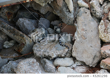 New Caledonia / Rocky Sea Snake New Caledonia / Rocky Sea Snake 43261298