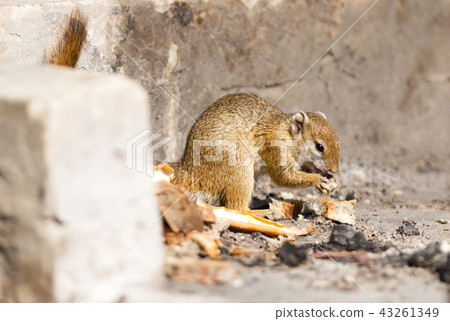 Tree squirrel (Paraxerus cepapi) eating bread 43261349
