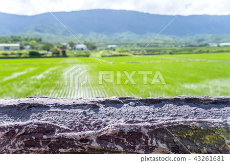 台灣台東布朗大道台東布朗大道台東稻荷 43261681