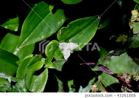 Tokiwa Tsukusa blooms in Mitaka Nakahara 43261808