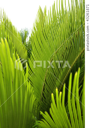 Cycadic leaves 43261871