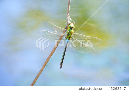 蜻蜓（Gin Yama）4的水邊 43262247