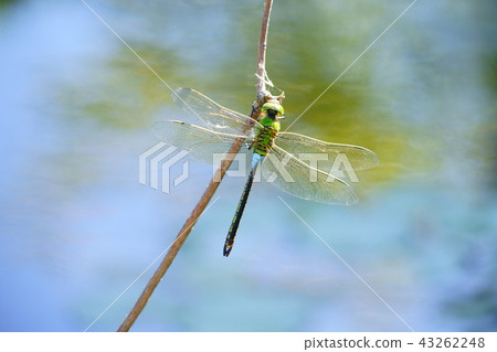 蜻蜓（Gin Yama）6的水邊 43262248