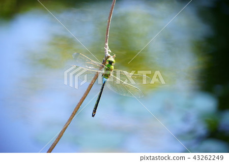 蜻蜓（Gin Yama）7的水邊 43262249