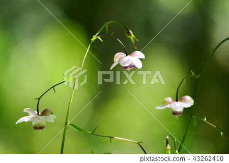 Lotus flower hemp and green blur 43262410