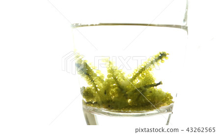 Sea grape seaweed, uni budou. japanese ocean  43262565