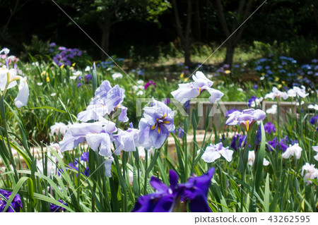[愛知縣] Hachidate Pond Park Sakai 43262595