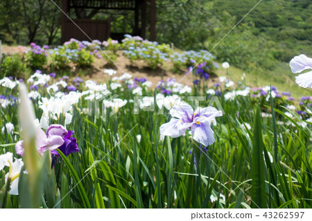 [愛知縣] Hachidate Pond Park Sakai 43262597