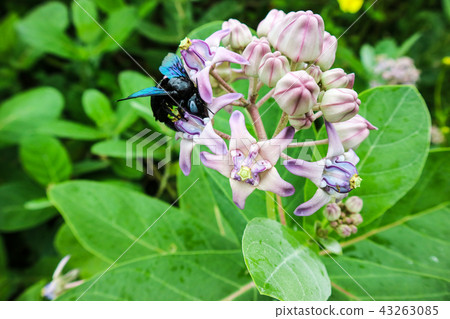 bumble bee found the sweet water from Crown flower 43263085