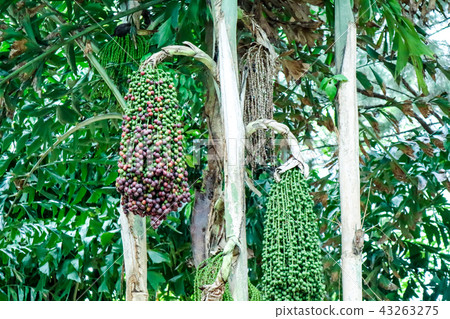 colorful of palm seed palm tree decorate in garden 43263275