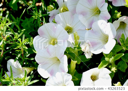 在三鷹中原開花的城堡中的淡粉色雙色矮牽牛花 43263523