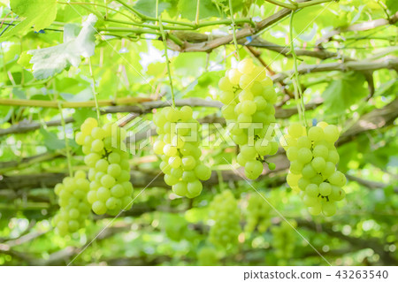 Grape Muscat 43263540
