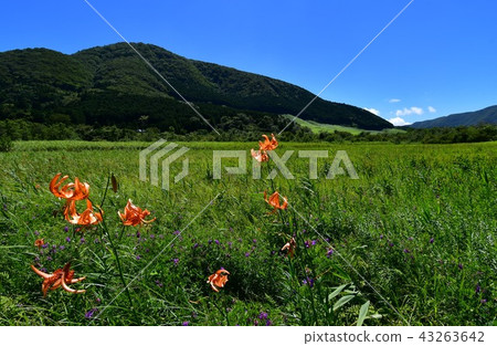 開花的箱根濕花園 開花的箱根濕花園 43263642