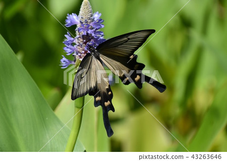 Mizuaoi and Jakouaha 43263646