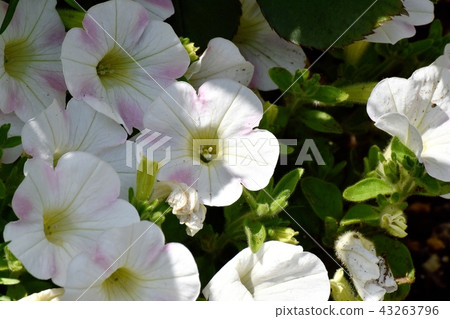 A pale pink double-colored petunia in a castle that blooms in Mitaka Nakahara A pale pink double-colored petunia in a castle that blooms in Mitaka Nakahara 43263796