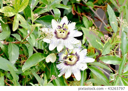 Passionflower that blooms in Mitaka Nakahara Passionflower that blooms in Mitaka Nakahara 43263797