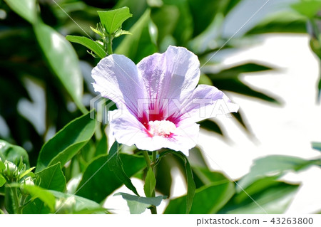 Tatiaoi盛開在三鷹中原 43263800