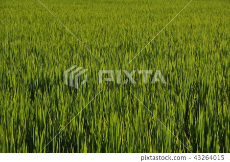 field field 43264015