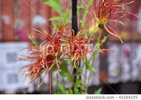 Hiranoya Mokumoku 43264285