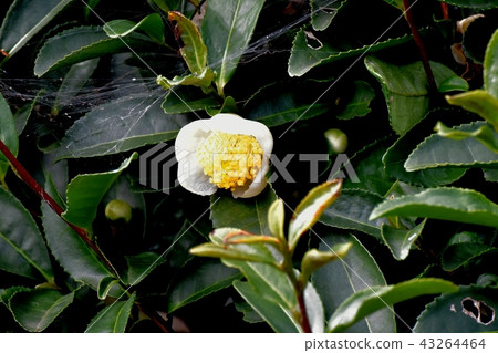 Flower of a Japanese cypress tree blooming in Mitaka Nakahara 43264464