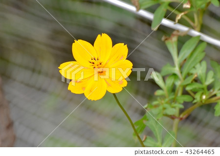 Kibanakosmos blooming in Mitaka Nakahara Kibanakosmos blooming in Mitaka Nakahara 43264465