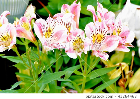 Alstroemeria blooming in Mitaka Nakahara 43264468
