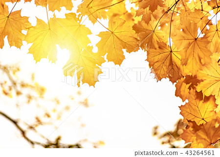 Yellow maple leaves close up, autumn background 43264561