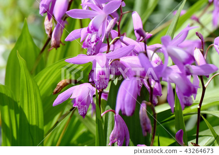 Silan blooming in Mitaka Nakahara Silan blooming in Mitaka Nakahara 43264673