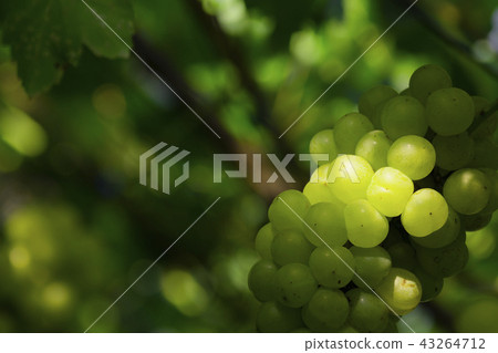 Grape Muscat 43264712